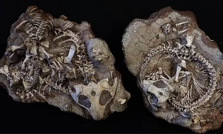 Procolophon trigoniceps