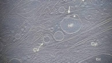 гемифусома