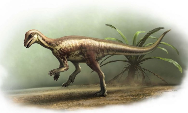 Enigmacursor mollyborthwickae