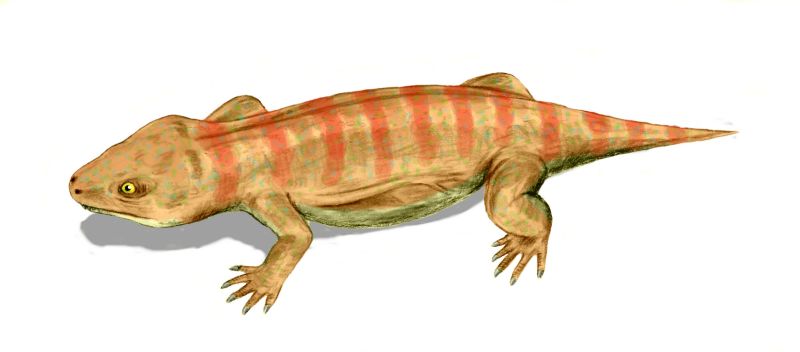 Procolophon trigoniceps Procolophon trigoniceps