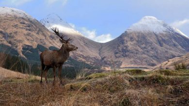 горный олень