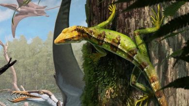 Sphenodraco scandentis