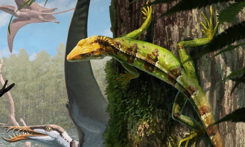 Sphenodraco scandentis