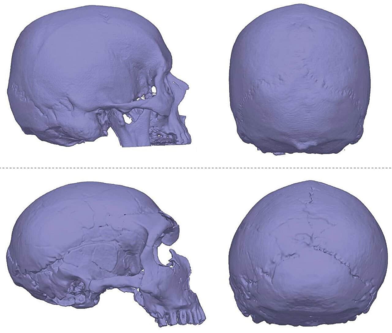 3D-модели черепов Homo sapiens и Homo neanderthalensis 3D-модели черепов Homo sapiens и Homo neanderthalensis