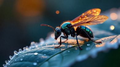 биологи открыли механизм замедления старения у ос