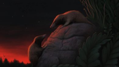 Два Nujalikodon cassiopeiae в формации Рательв, Гренландия.