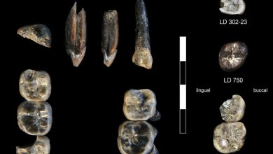 13 ископаемых зубов, собранных в исследовательском районе Леди-Герару