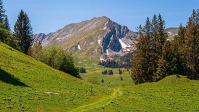 альпийский луг