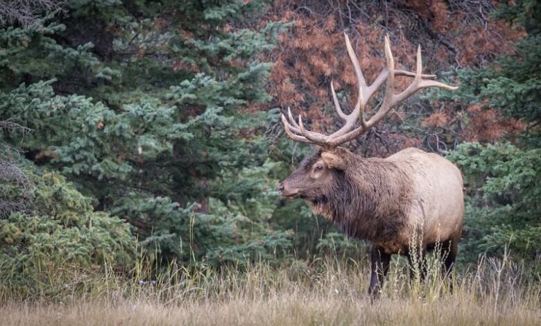 Что делать при встрече с дикими животными в лесу?