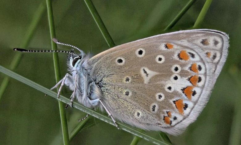 Polyommatus atlantica