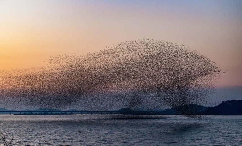 Пример коллективного движения, известного как «стайное движение»