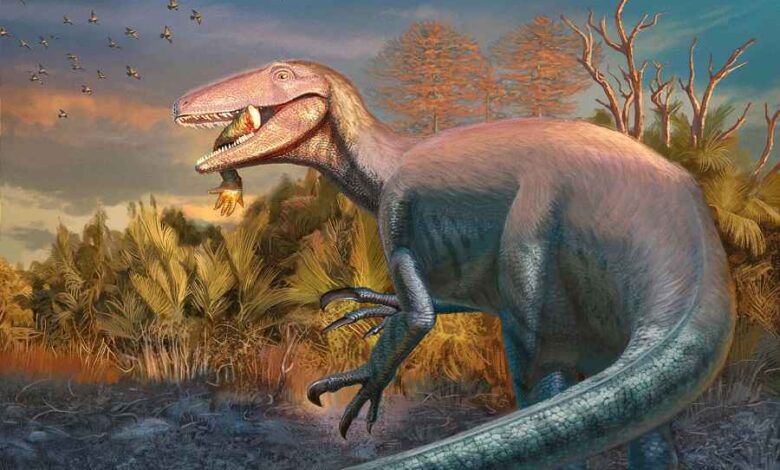 Joaquinraptor casali