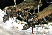 M. ibericus и M. structor,