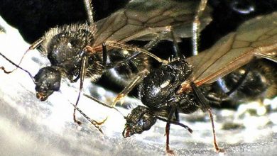 M. ibericus и M. structor,