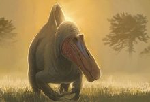 Реконструкция Camarillasaurus cirugedae