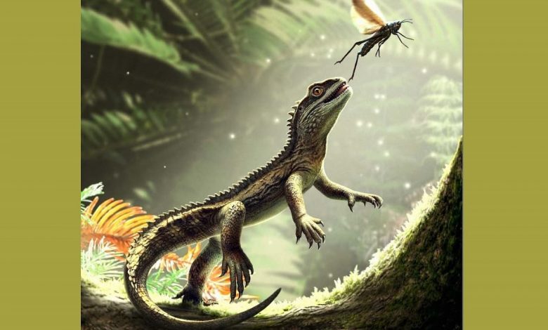 Agriodontosaurus helsbypetrae