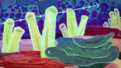 некоторые из первых животных на Земле, вероятными предками современных морских губок