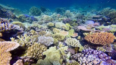 Кораллы Большого Барьерного рифа у побережья Австралии.