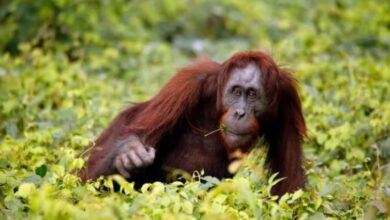 орангутаны