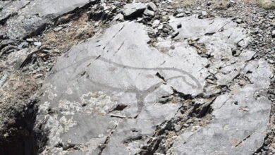 Вид на плоскость с изображением лошади.