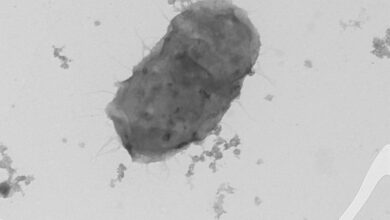 Algorimicrobium bowmanii