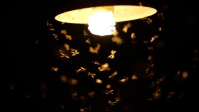 мотыльки у лампы