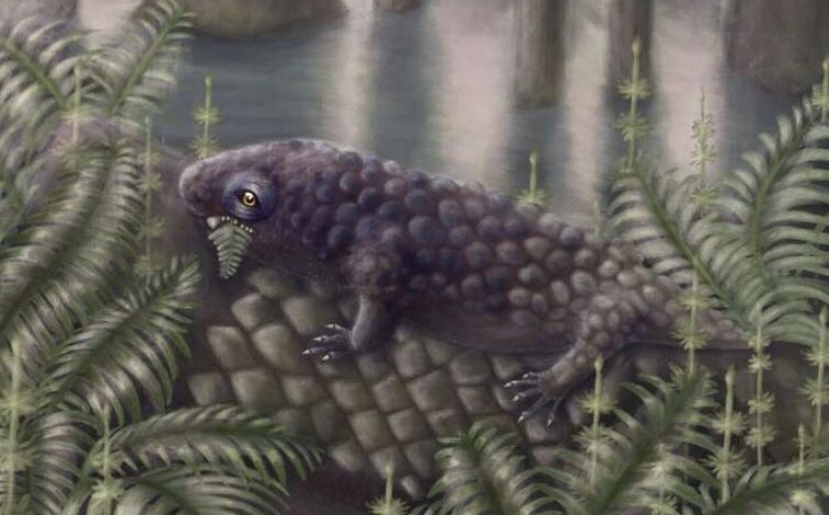 Tyrannoroter heberti