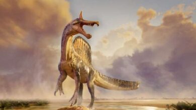 Spinosaurus mirabilis