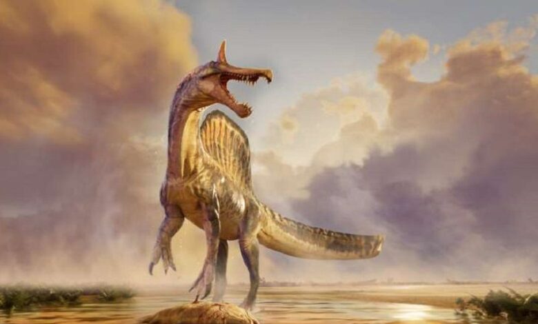 Spinosaurus mirabilis