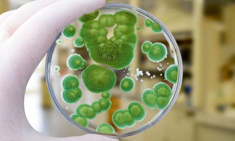 плесень грибок