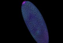 Ранний эмбрион дрозофилы