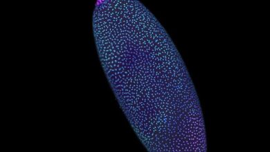 Ранний эмбрион дрозофилы