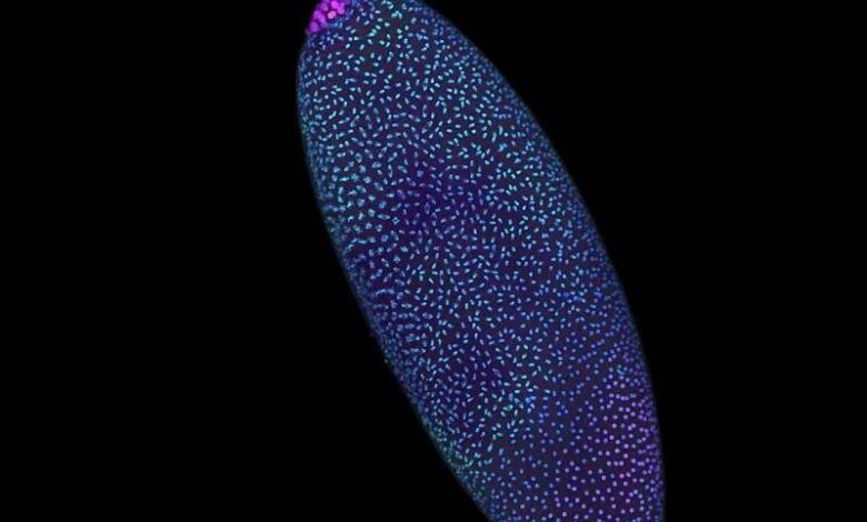 Ранний эмбрион дрозофилы