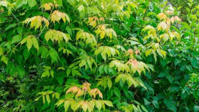 американский клен