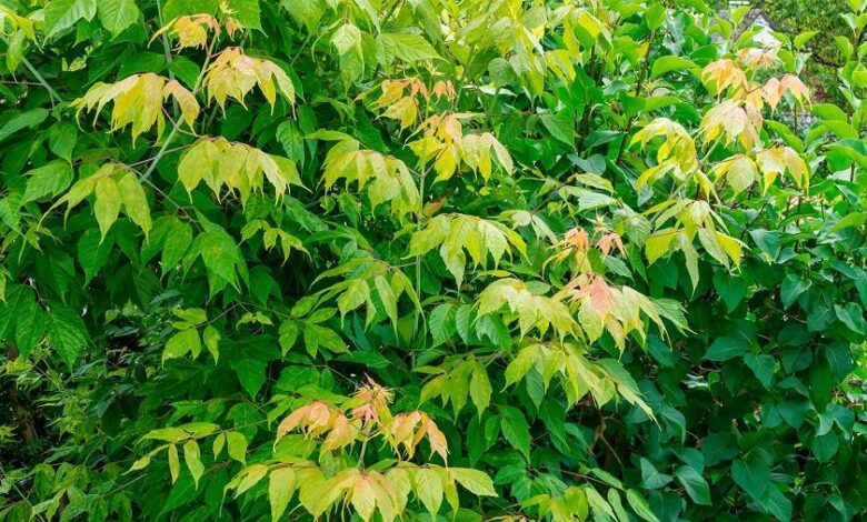 американский клен