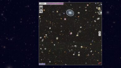 каталог REGALADE