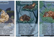 Компромисс между социальностью и сном у приматов