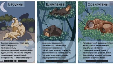 Компромисс между социальностью и сном у приматов