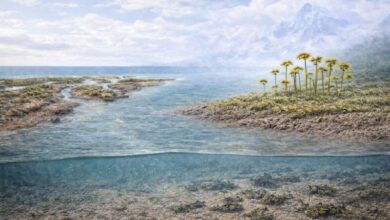 Ранние наземные растения