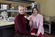 Исследователи нашли ключевое различие в белках при болезни Альцгеймера