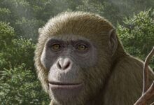 Реконструкция Masripithecus moghraensis,