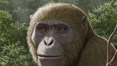 Реконструкция Masripithecus moghraensis,