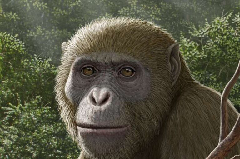 Реконструкция Masripithecus moghraensis,