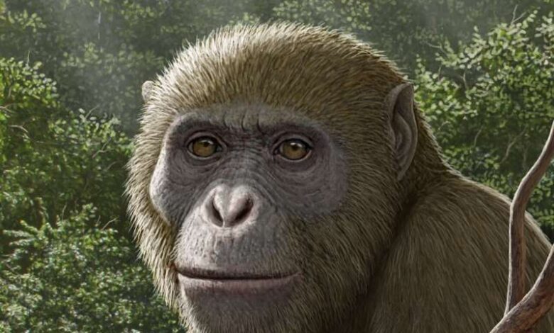 Реконструкция Masripithecus moghraensis,