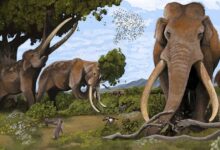 Palaeoloxodon antiquus