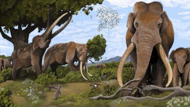 Palaeoloxodon antiquus