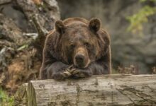 медведь спит