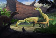 Sonselasuchus cedrus