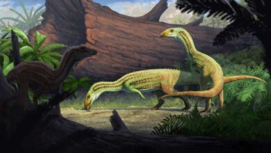 Sonselasuchus cedrus