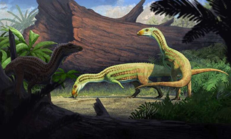 Sonselasuchus cedrus